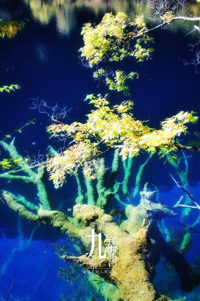 陈醋泡木瓜的制作方法?-最新热门话题讨论社区